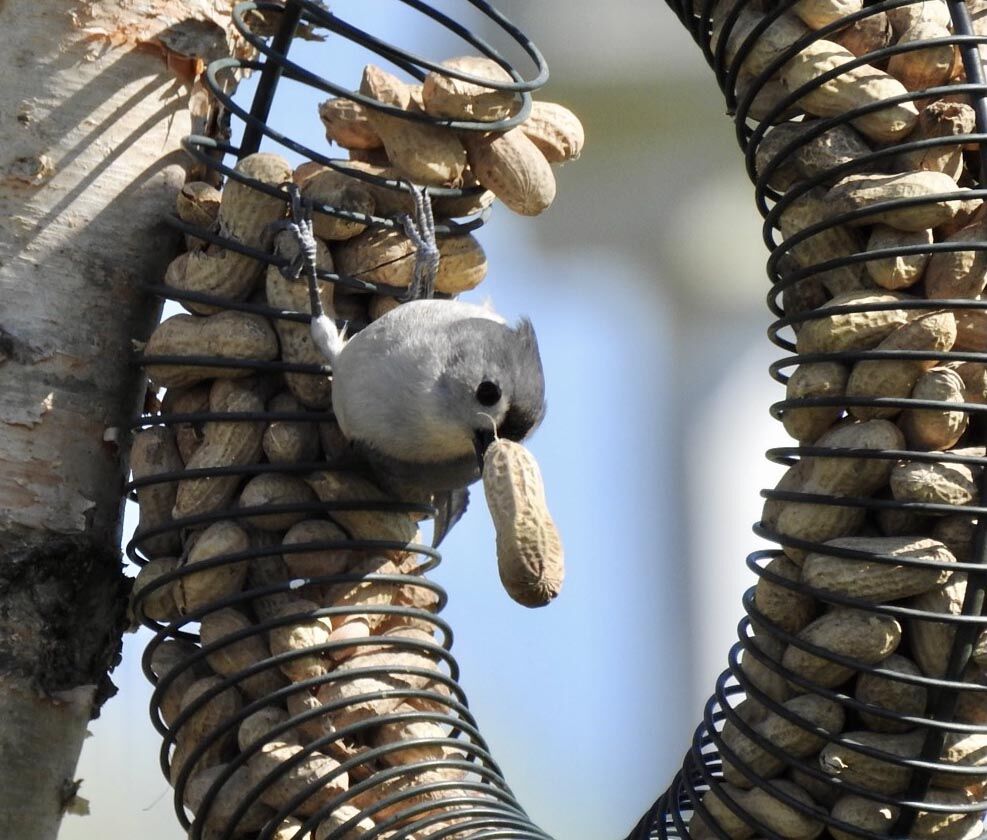 Tufted Titmouse